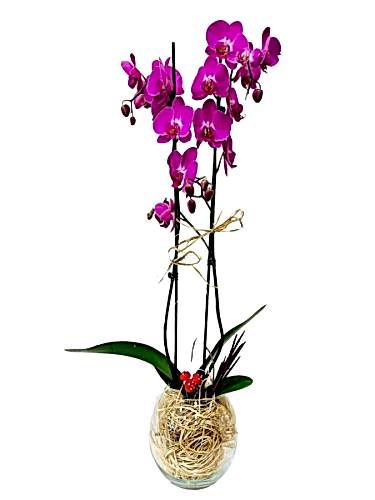 Cam Fanusta Pembe Orkide