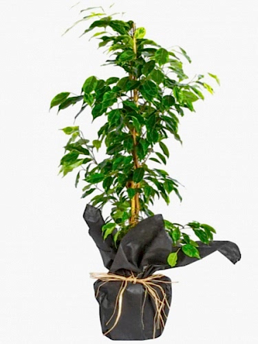 Benjamin Saksı Çiçeği