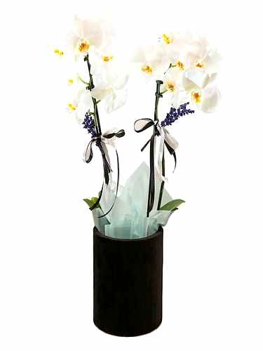 Kutuda Çiftli Orkide