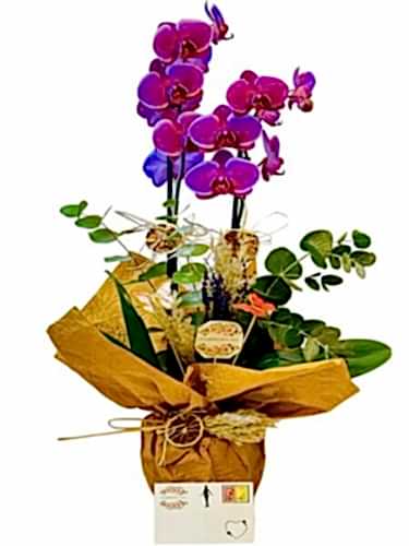 Çift Dal Mor Orkide