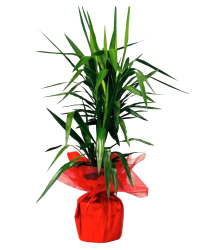 Büyük Boy 2`li Yucca Çiçeği