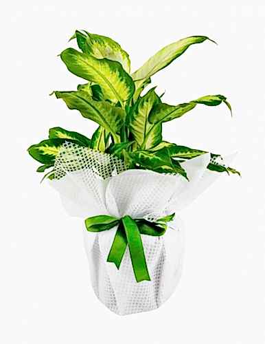 Difenbahya Camilla Saksı Çiçeği