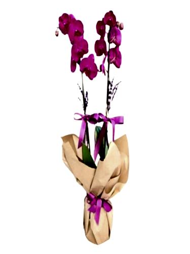 Mor Orkide