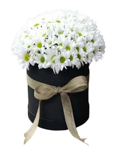 Yuvarlak Kutuda Beyaz Papatyalar