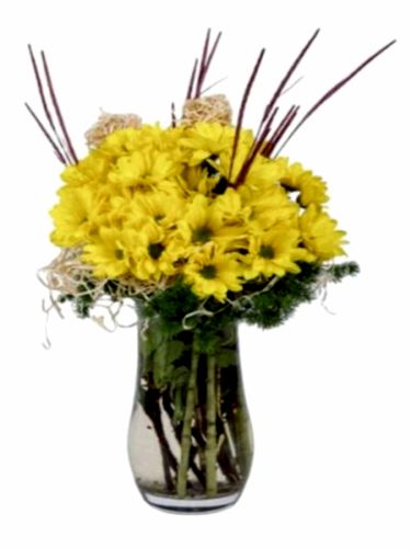 Vazoda Sarı Papatyalar