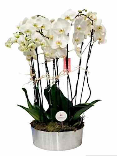 10`lu Beyaz Orkide